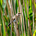 Reed warbler