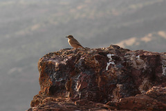 Northern Wheatear - near the Erar Community Guesthouse