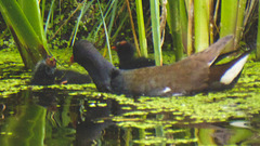 The Pond Moorhens