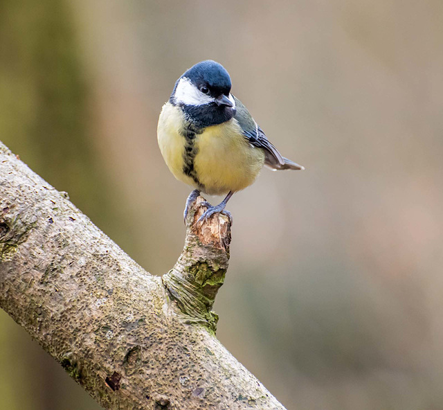 Great tit