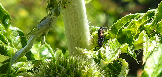 20200613 8424CPw [D~LIP] Asiatischer Marienkäfer: Larve, Bad Salzuflen