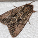 20100628 6196Mw [D~LIP] Große Grasbüscheleule (Apamea monoglypha), [Wurzelfresser], Bad Salzuflen