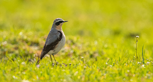 Wheatear