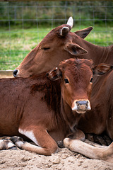 Mother Zebu and calf