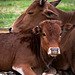 Mother Zebu and calf