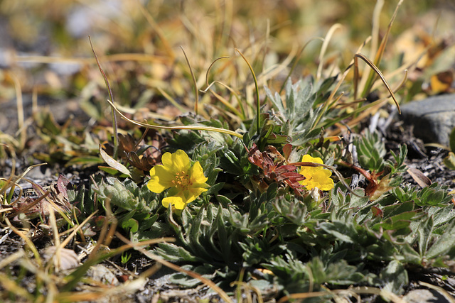 Common Buttercup