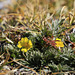 Common Buttercup