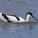 5T2A7423 Avocet