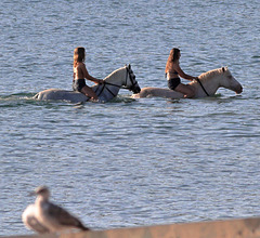 EOS R7 Peter Harriman 07 53 32 4666 seaHorses dpp