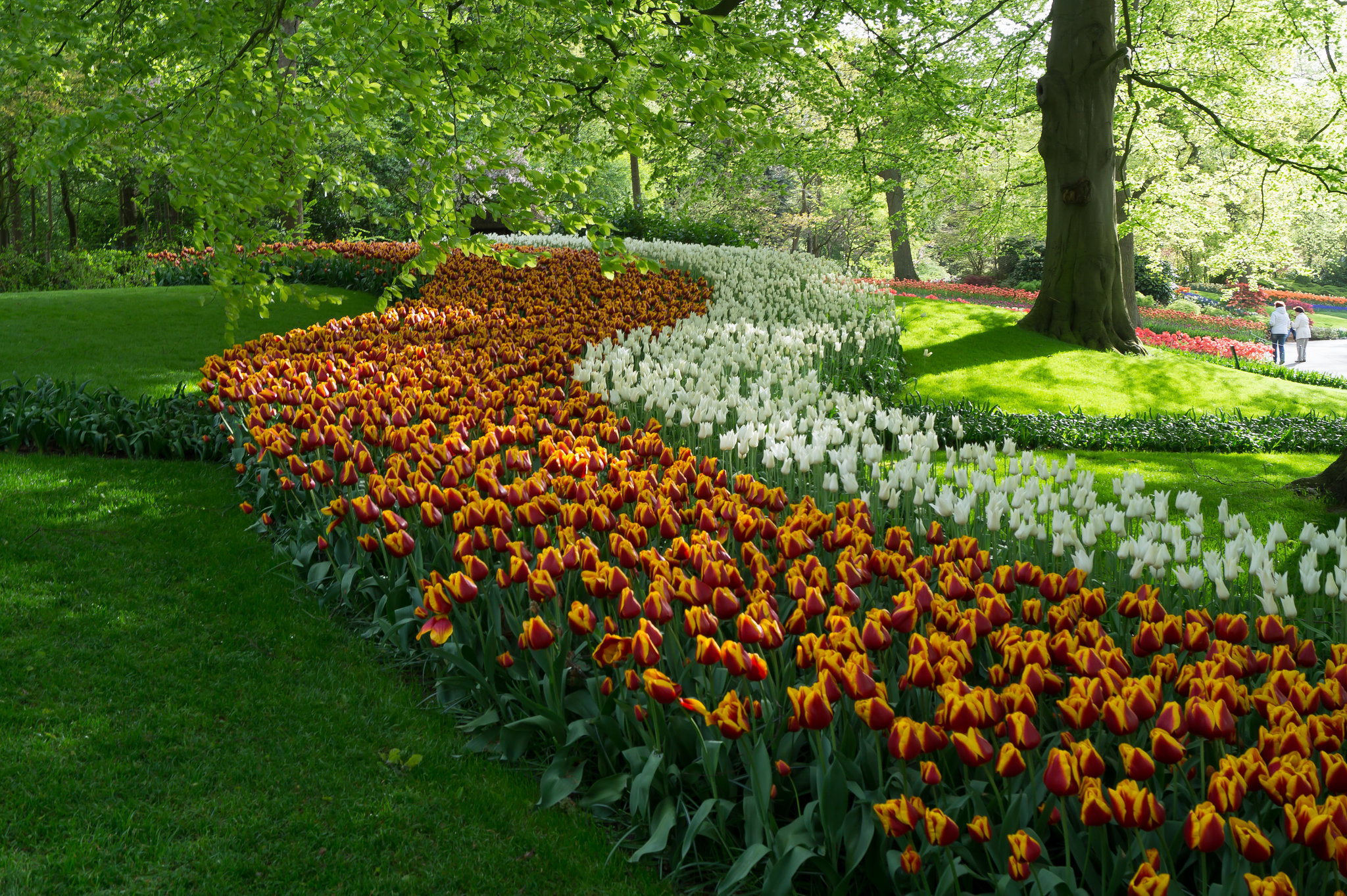 Niederlande - Keukenhof DSC09548