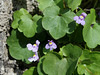 Cymbalaria muralis 100