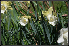 Narcisses hybrides  (3)