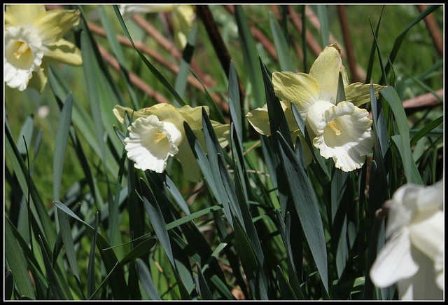 Narcisses hybrides  (3)