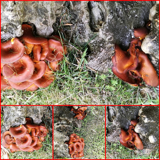 Are these mushrooms edible?