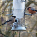 Bullfinch