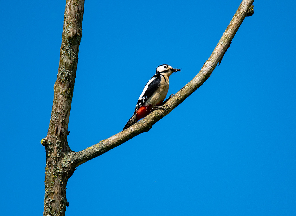 Great spotted woodpecker