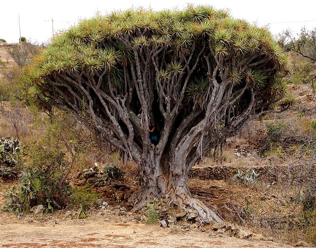 Dracaena draco (PiP)