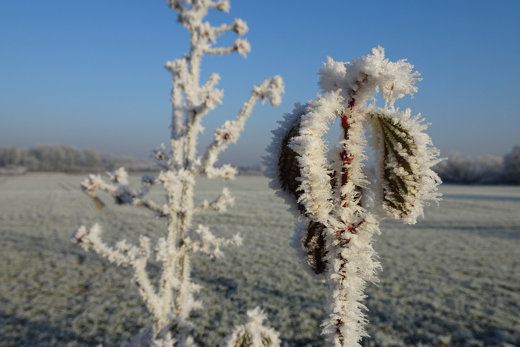 frostiges Donautal