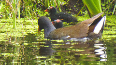 The Pond Moorhens