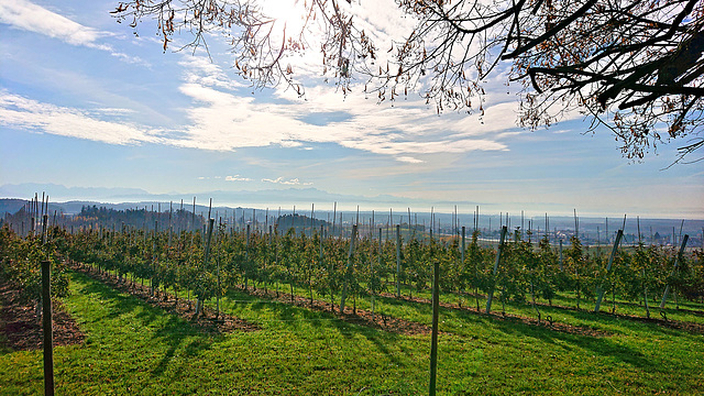 Blick von der Brünnensweiler Höhe auf den Bodensee (note)