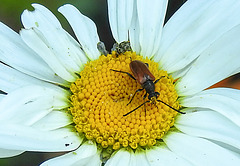 20200613 8431CPw [D~LIP] Wollkrautbütenkäfer, Rothalsbock, Bad Salzuflen