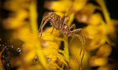 Die Listspinne und die Herbstspinne sind auch geschmückt mit  den kleinen Wasserperlen :))  The list spider and the autumn spider are also decorated with the little water pearls :))  L'araignée de liste et l'araignée d'automne sont aussi