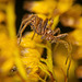 Die Listspinne und die Herbstspinne sind auch geschmückt mit  den kleinen Wasserperlen :))  The list spider and the autumn spider are also decorated with the little water pearls :))  L'araignée de liste et l'araignée d'automne sont aussi