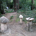 Stone mushrooms.