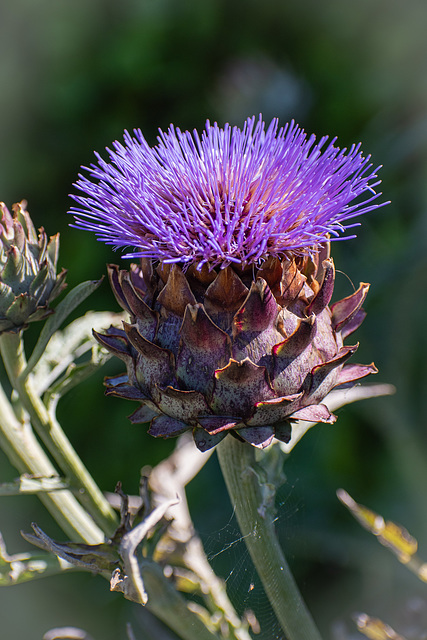 Thistle do!