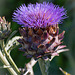 Thistle do!