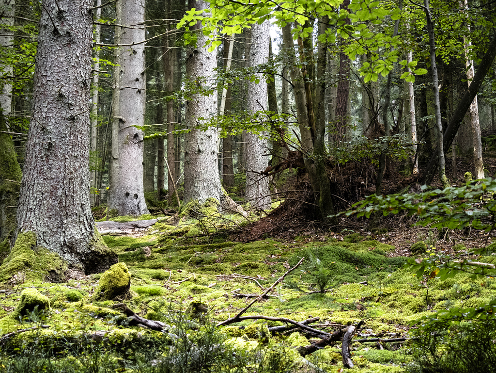 Im Herbstwald