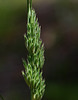 Dactylis glomerata 100