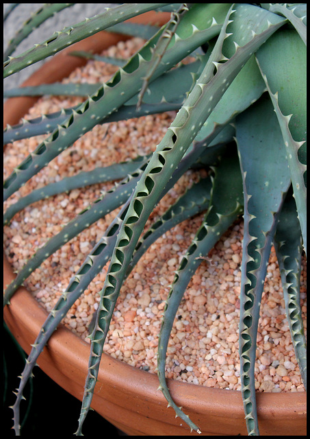 Aloe (2)