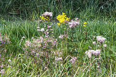 20150910 8704VRTw [D~PB] Pflanzen, Steinhorster Becken, Delbrück