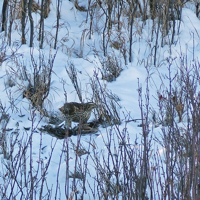 Juvenile Northern Goshawk, feeding