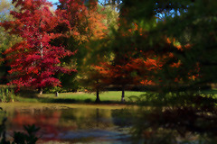 En rêve , un festival de couleurs .