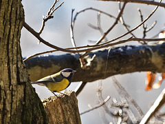 Great Tit