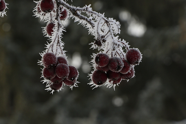 Frosted Hawthorn