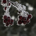 Frosted Hawthorn