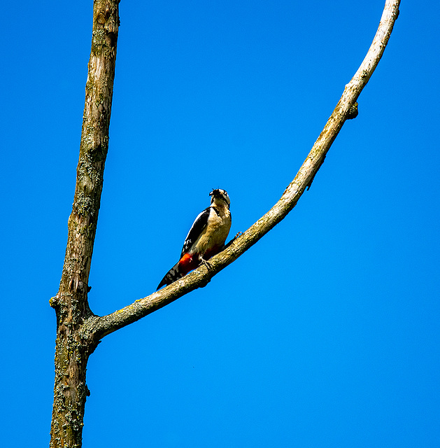 Great spotted woodpecker