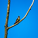 Great spotted woodpecker