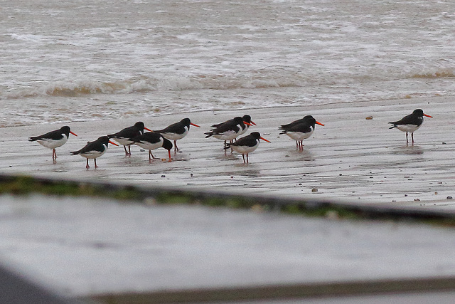 EOS 60D Unknown 15 25 2404132 Oystercatchers dpp