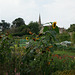 Lacock Abbey Gardens
