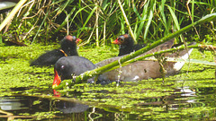 The Pond Moorhens