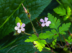 20200623 8856CPw [D~LIP] Ruprechts Storchsschnabel (Geranium robertianum) [Ruprechtskraut] [Stinkender Storchschnabel], Bad Salzuflen