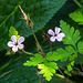 20200623 8856CPw [D~LIP] Ruprechts Storchsschnabel (Geranium robertianum) [Ruprechtskraut] [Stinkender Storchschnabel], Bad Salzuflen