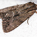 20100628 6197Mw [D~LIP] Große Grasbüscheleule (Apamea monoglypha), [Wurzelfresser], Bad Salzuflen