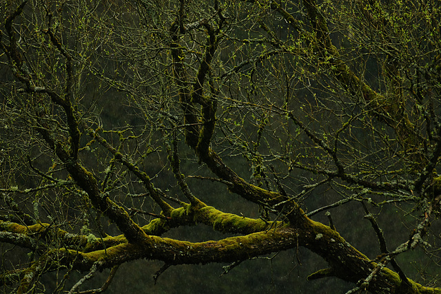 Raindrops Keep Falling on my Tree ;-)