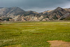 Iceland, Arctic Cotton Meadow among Colorful Mountains Landmannalaugar