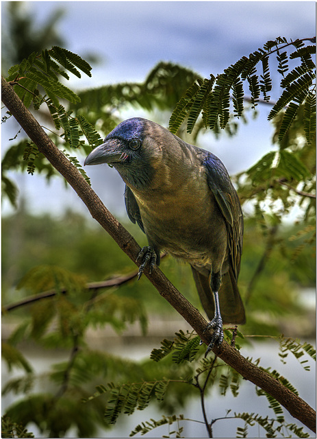 House Crow, Tamil Nadu